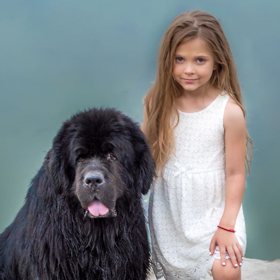 Best dogs for kids, newfoundland