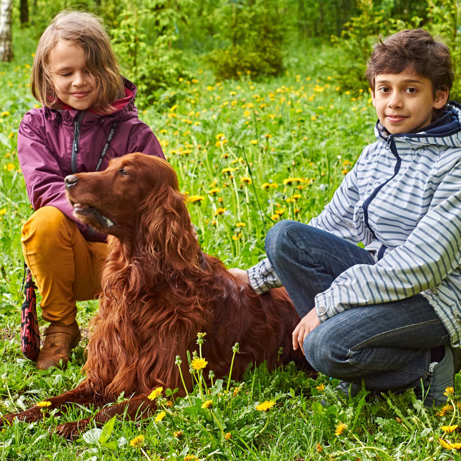 Best dogs for families, irish setter