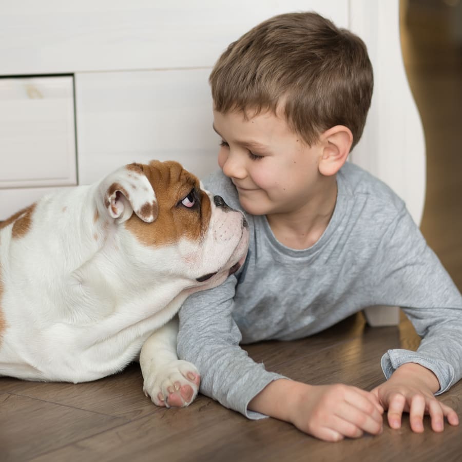 Best dogs for kids, english bulldog