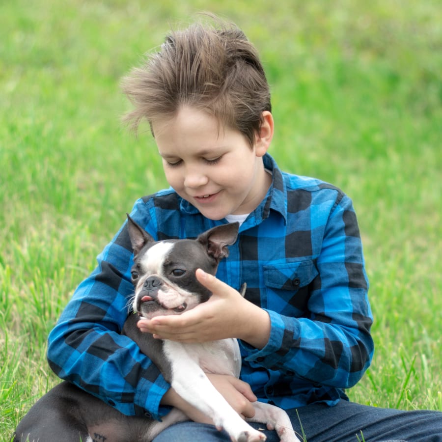 best dogs for kids, boston terrier