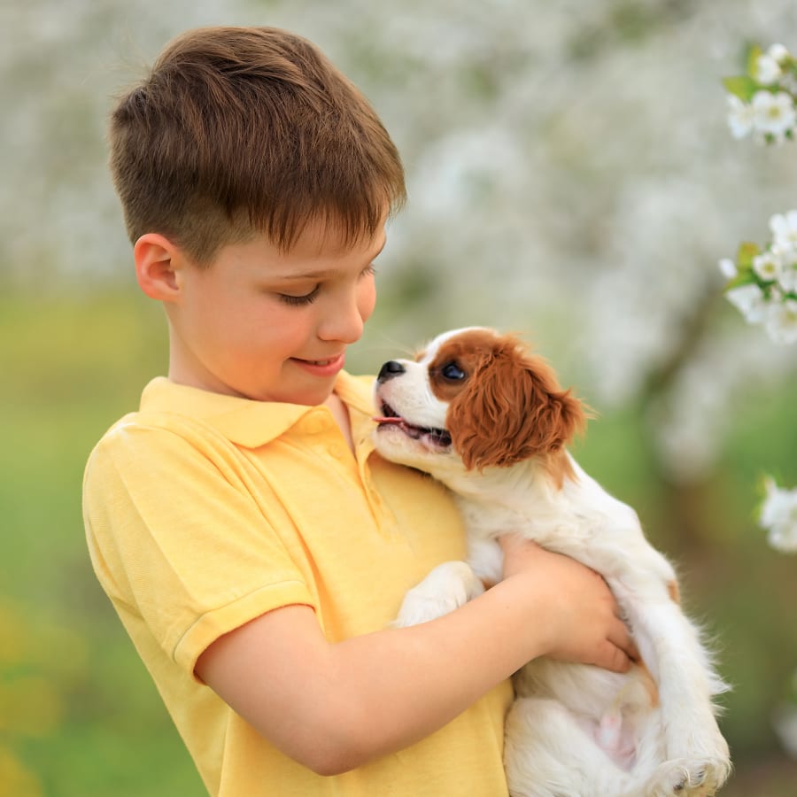 Best dog for kids, cavalier king charles spaniel