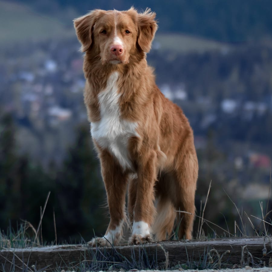 Cat & Dog Wellness Exams, Lisle