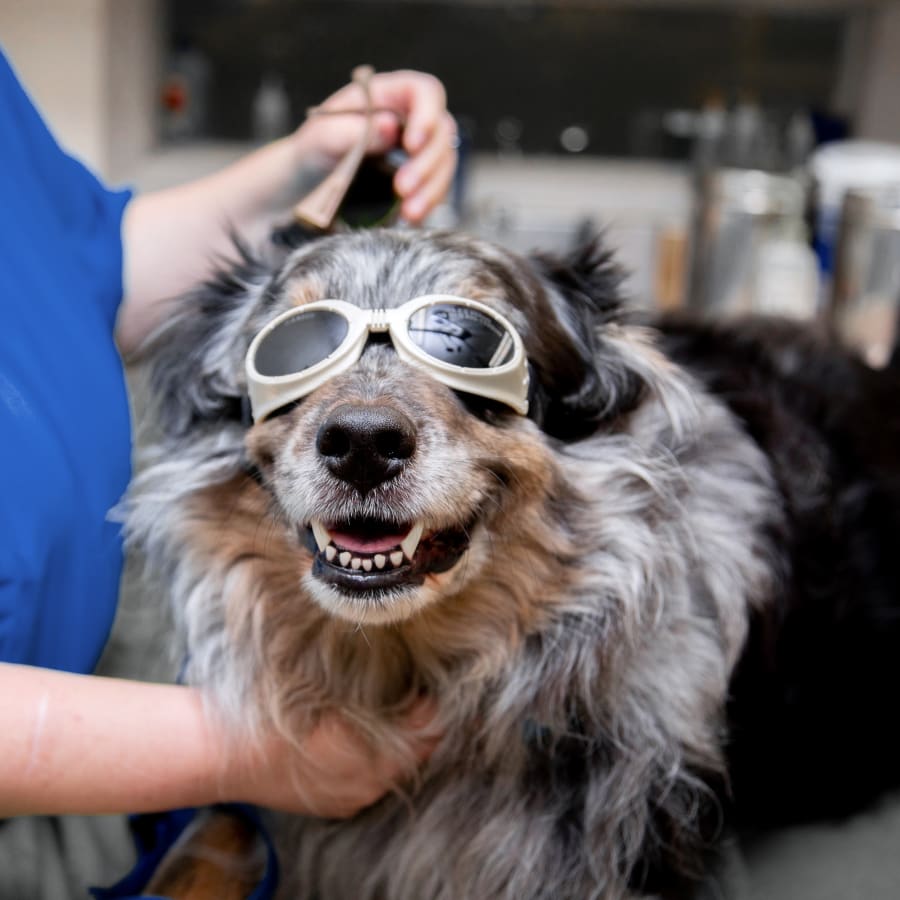 Dog Cold Laser Therapy in Lisle
