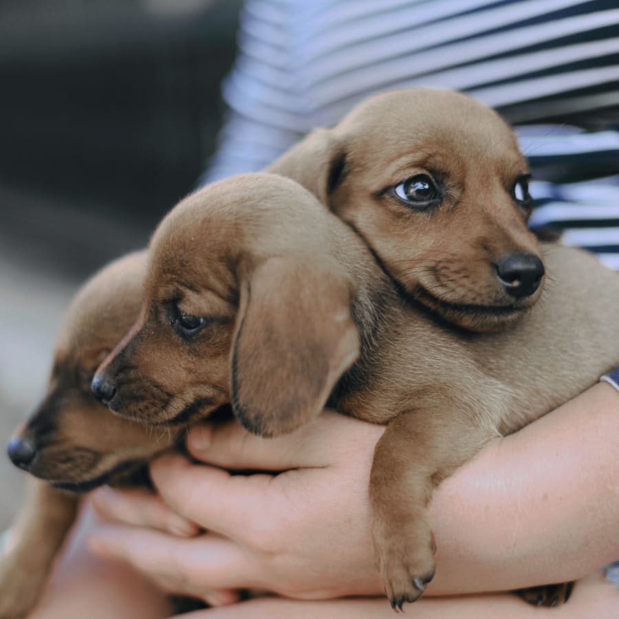 Puppies & Kittens, Lisle Veterinarians