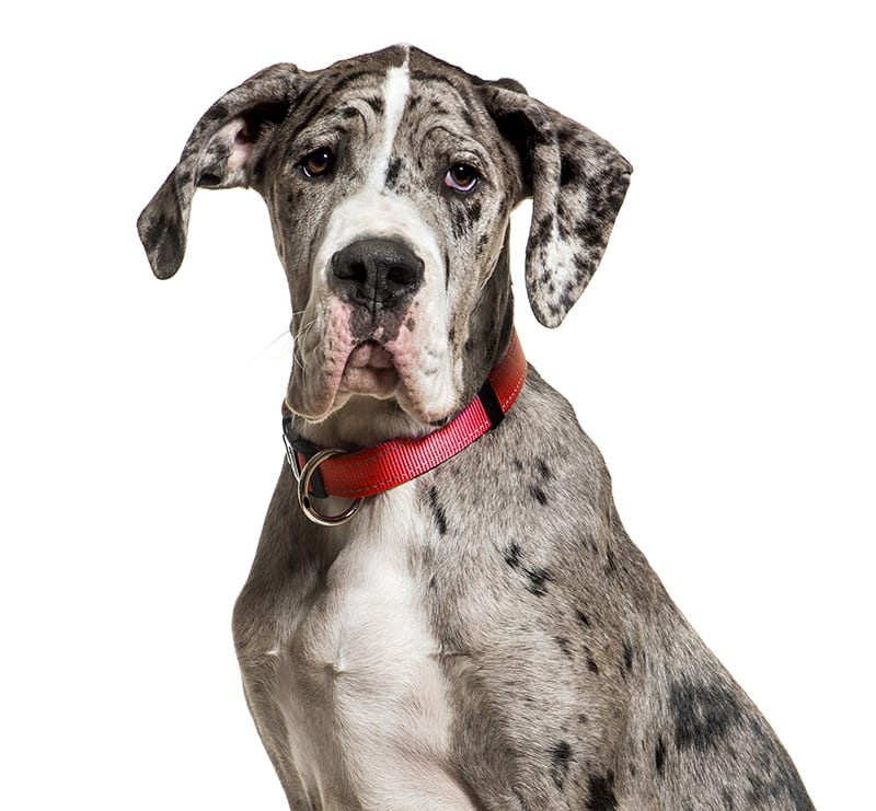 Giant Dogs, Green Trails Animal Clinic